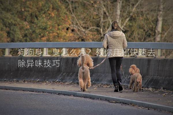 狗狗身上臭怎么办？教你几招快速去除异味技巧