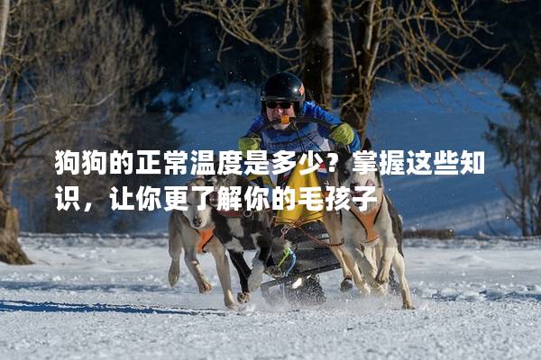 狗狗的正常温度是多少？掌握这些知识，让你更了解你的毛孩子