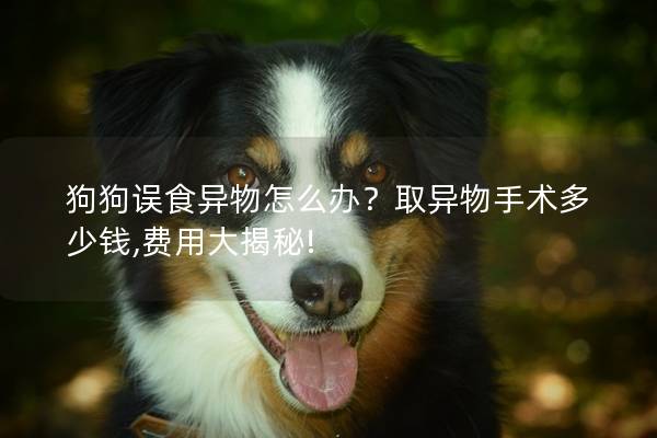 狗狗误食异物怎么办？取异物手术多少钱,费用大揭秘!