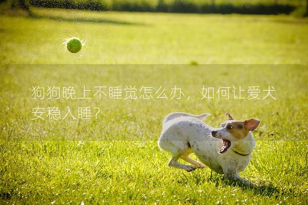 狗狗晚上不睡觉怎么办，如何让爱犬安稳入睡？