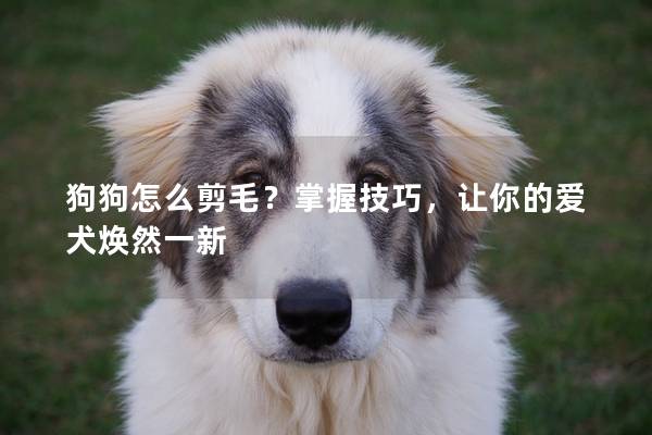 狗狗怎么剪毛？掌握技巧，让你的爱犬焕然一新