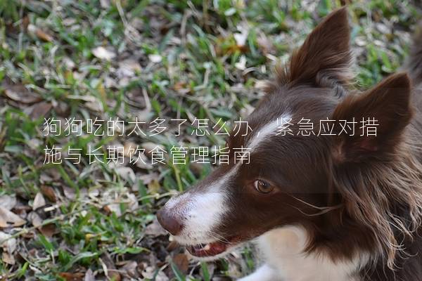 狗狗吃的太多了怎么办，紧急应对措施与长期饮食管理指南