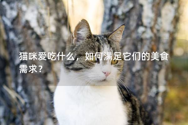 猫咪爱吃什么，如何满足它们的美食需求？