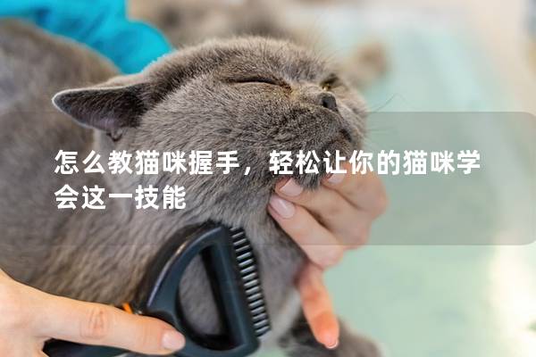 怎么教猫咪握手，轻松让你的猫咪学会这一技能