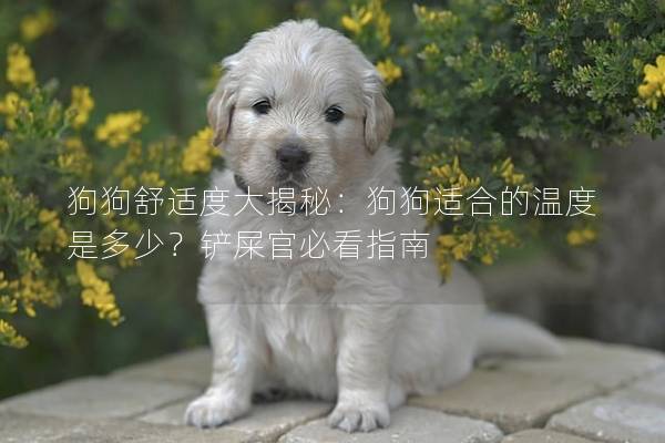 狗狗舒适度大揭秘：狗狗适合的温度是多少？铲屎官必看指南