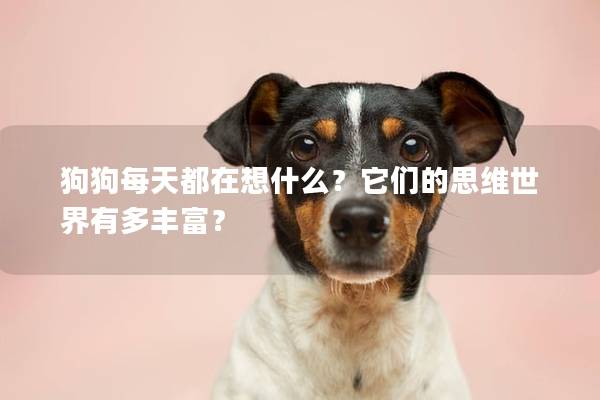 狗狗每天都在想什么？它们的思维世界有多丰富？