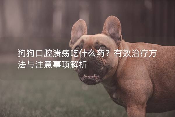 狗狗口腔溃疡吃什么药？有效治疗方法与注意事项解析