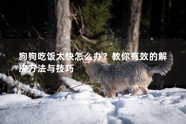 狗狗吃饭太快怎么办？教你有效的解决方法与技巧
