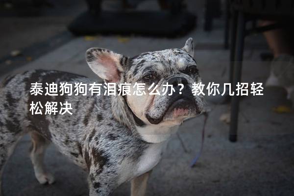 泰迪狗狗有泪痕怎么办？教你几招轻松解决