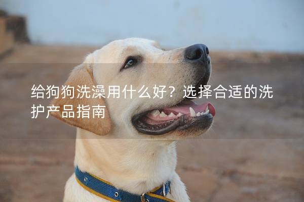 给狗狗洗澡用什么好？选择合适的洗护产品指南