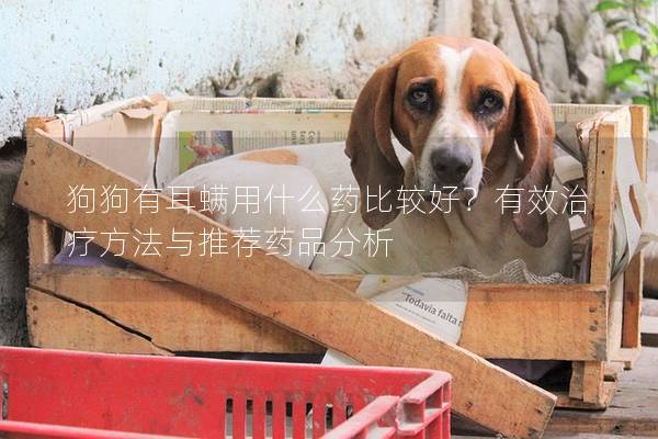 狗狗有耳螨用什么药比较好？有效治疗方法与推荐药品分析