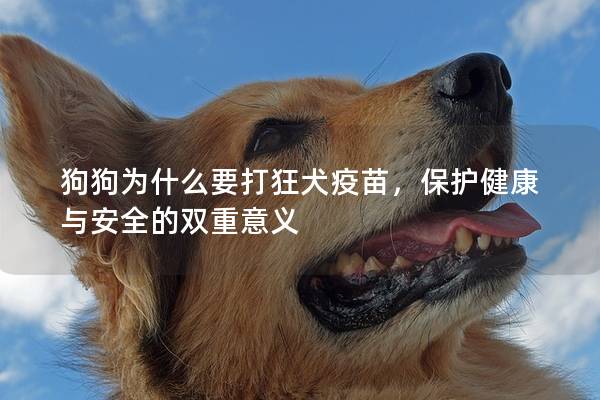 狗狗为什么要打狂犬疫苗，保护健康与安全的双重意义