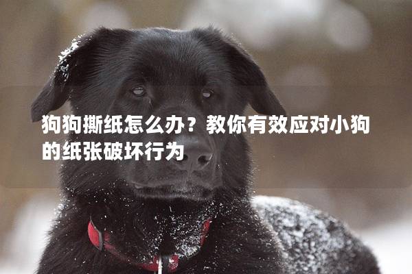 狗狗撕纸怎么办？教你有效应对小狗的纸张破坏行为
