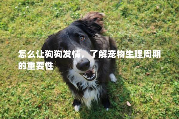 怎么让狗狗发情，了解宠物生理周期的重要性