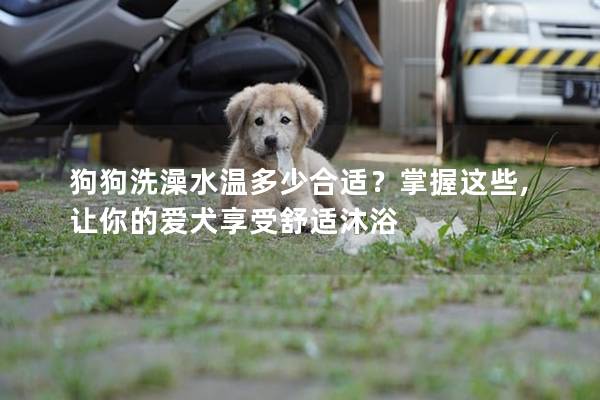 狗狗洗澡水温多少合适？掌握这些,让你的爱犬享受舒适沐浴