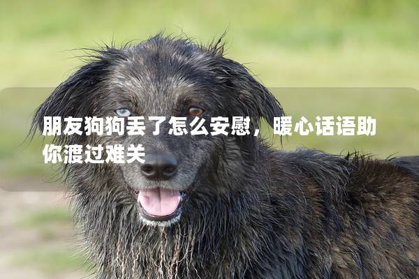 朋友狗狗丢了怎么安慰，暖心话语助你渡过难关