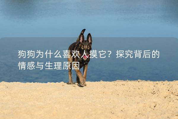 狗狗为什么喜欢人摸它？探究背后的情感与生理原因