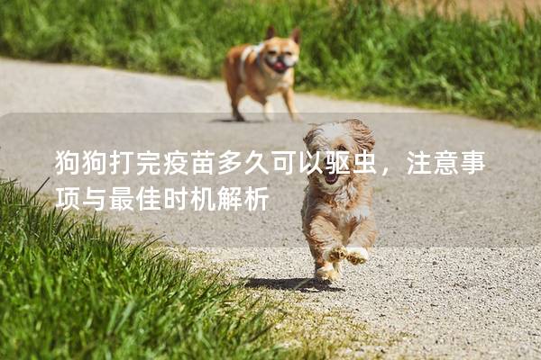 狗狗打完疫苗多久可以驱虫，注意事项与最佳时机解析