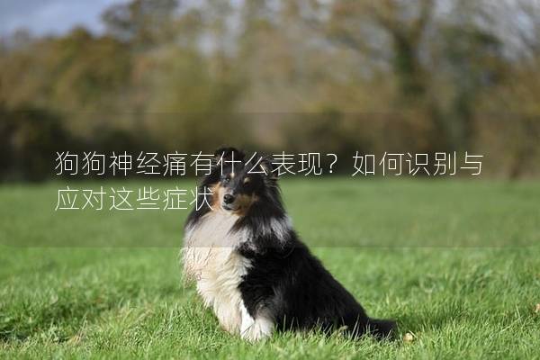 狗狗神经痛有什么表现？如何识别与应对这些症状