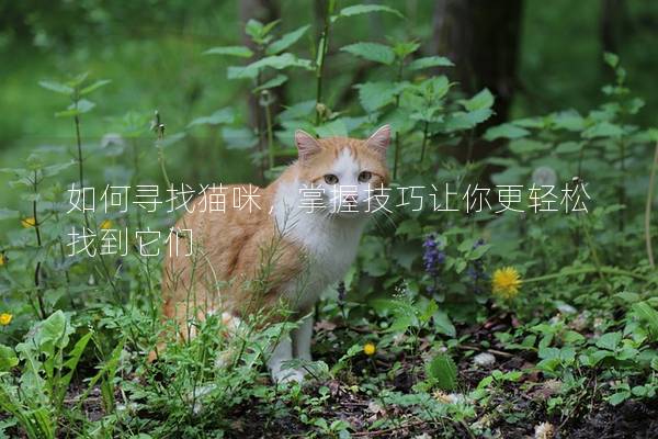 如何寻找猫咪，掌握技巧让你更轻松找到它们