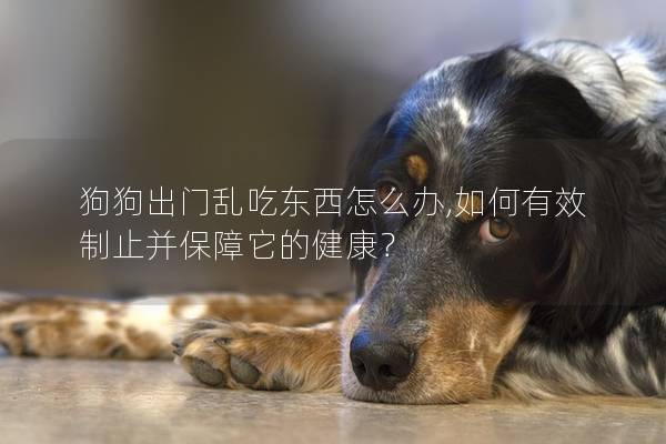 狗狗出门乱吃东西怎么办,如何有效制止并保障它的健康？