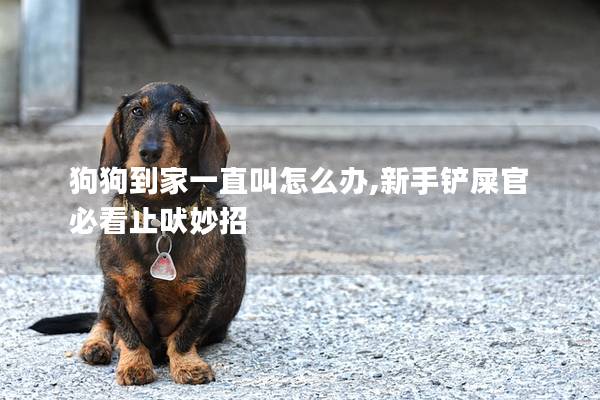 狗狗到家一直叫怎么办,新手铲屎官必看止吠妙招