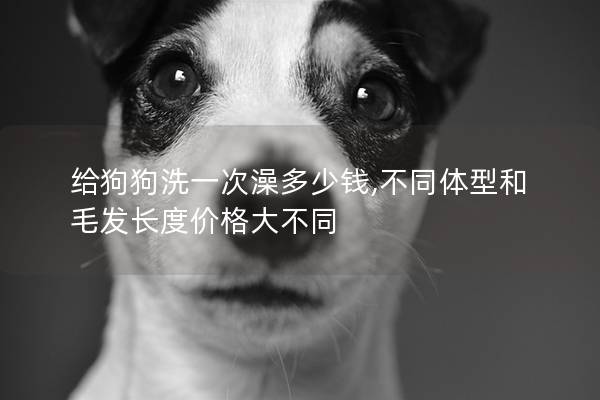 给狗狗洗一次澡多少钱,不同体型和毛发长度价格大不同