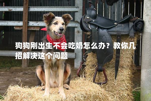 狗狗刚出生不会吃奶怎么办？教你几招解决这个问题