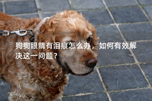 狗狗眼睛有泪痕怎么办，如何有效解决这一问题？