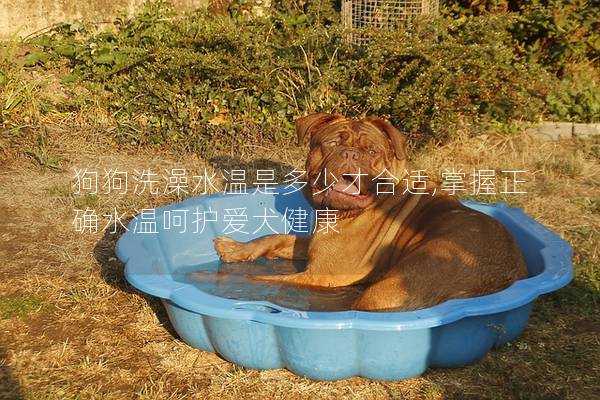 狗狗洗澡水温是多少才合适,掌握正确水温呵护爱犬健康