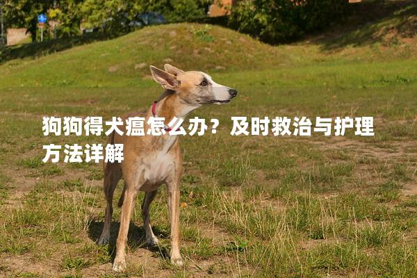 狗狗得犬瘟怎么办？及时救治与护理方法详解