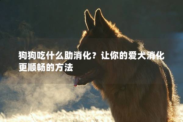 狗狗吃什么助消化？让你的爱犬消化更顺畅的方法