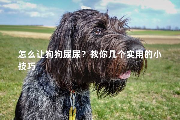 怎么让狗狗尿尿？教你几个实用的小技巧