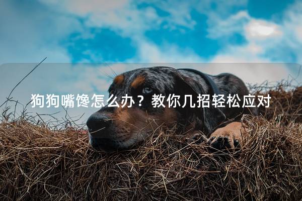 狗狗嘴馋怎么办？教你几招轻松应对