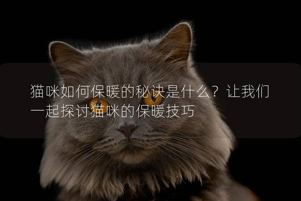 猫咪如何保暖的秘诀是什么？让我们一起探讨猫咪的保暖技巧