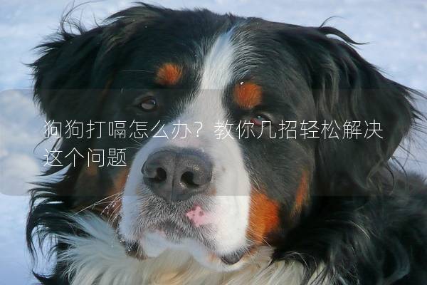 狗狗打嗝怎么办？教你几招轻松解决这个问题