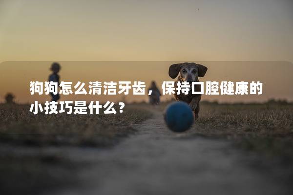 狗狗怎么清洁牙齿，保持口腔健康的小技巧是什么？