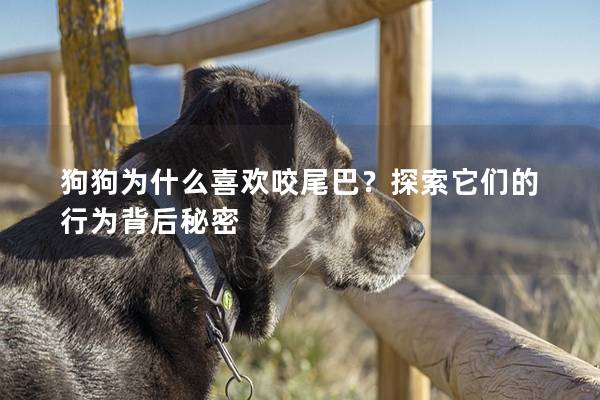 狗狗为什么喜欢咬尾巴？探索它们的行为背后秘密