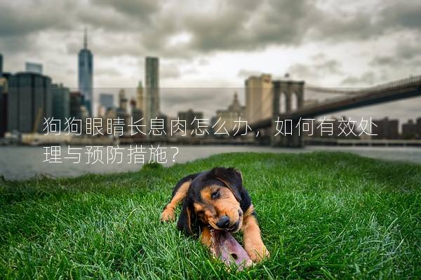 狗狗眼睛长息肉怎么办，如何有效处理与预防措施？