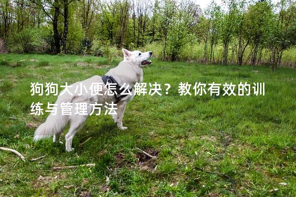 狗狗大小便怎么解决？教你有效的训练与管理方法