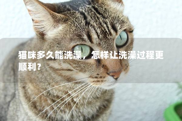 猫咪多久能洗澡，怎样让洗澡过程更顺利？