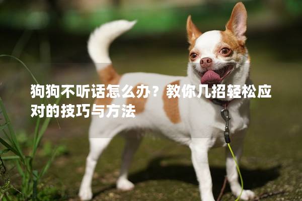 狗狗不听话怎么办？教你几招轻松应对的技巧与方法