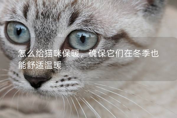 怎么给猫咪保暖，确保它们在冬季也能舒适温暖