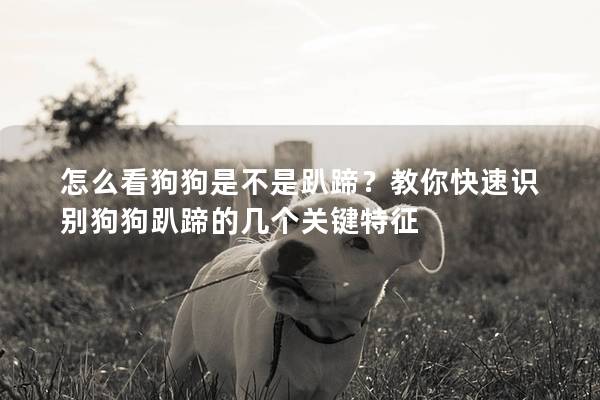 怎么看狗狗是不是趴蹄？教你快速识别狗狗趴蹄的几个关键特征