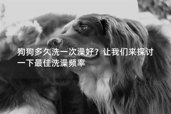 狗狗多久洗一次澡好？让我们来探讨一下最佳洗澡频率