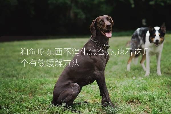 狗狗吃东西不消化怎么办,速看这几个有效缓解方法