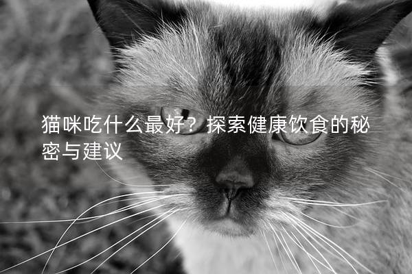 猫咪吃什么最好？探索健康饮食的秘密与建议