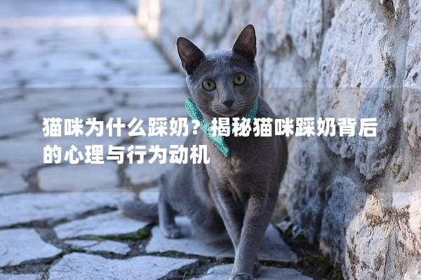 猫咪为什么踩奶？揭秘猫咪踩奶背后的心理与行为动机