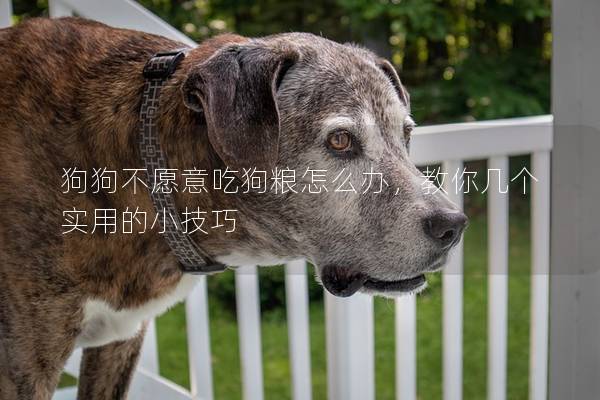 狗狗不愿意吃狗粮怎么办，教你几个实用的小技巧