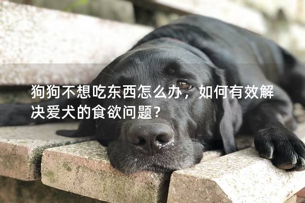 狗狗不想吃东西怎么办，如何有效解决爱犬的食欲问题？